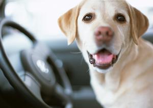 審査を通過しやすくする車検大手会社